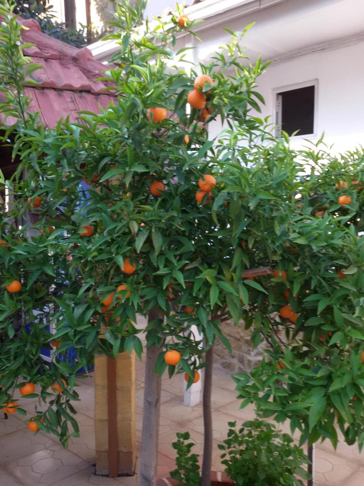 Aksaray Boutique Hotel Nicosia Exteriör bild